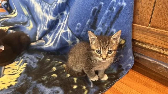 Tuna