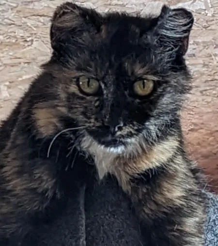 Cali
