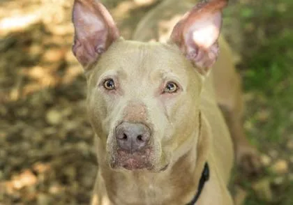 An adult medium-sized male Yellow / Tan / Blond / Fawn Mixed Breed dog named Tank for adoption in Hamilton, OH