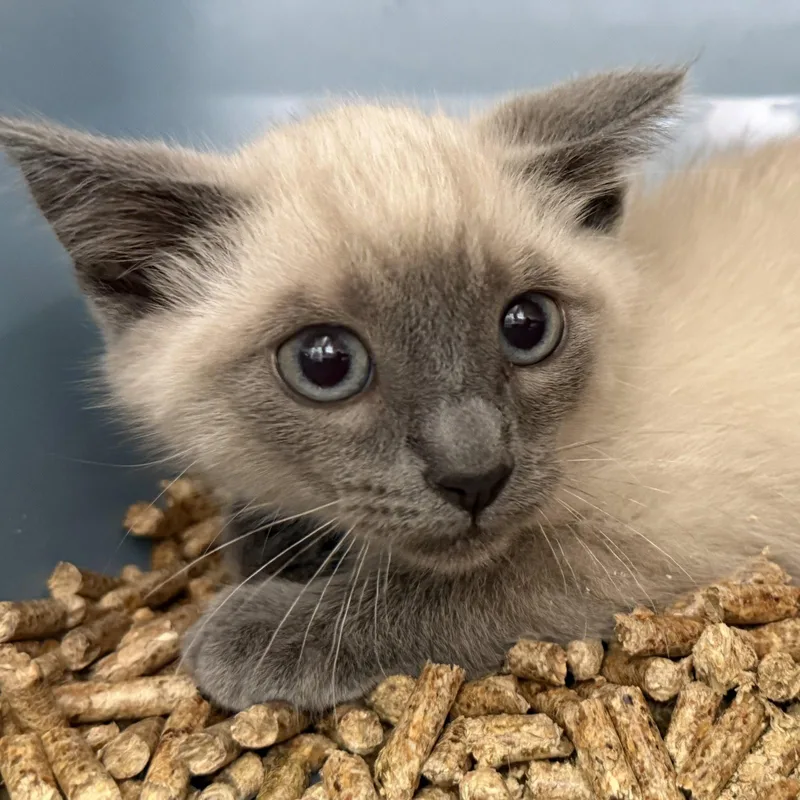 A baby small-sized male Siamese cat named Dale for adoption in Oakland, CA