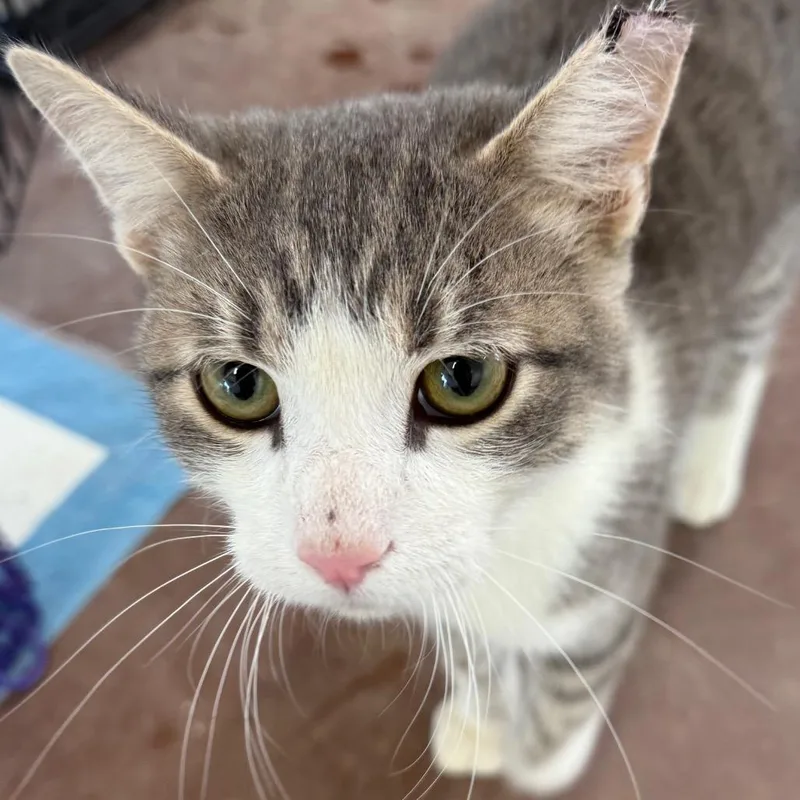 Roosevelt thumbnail 2