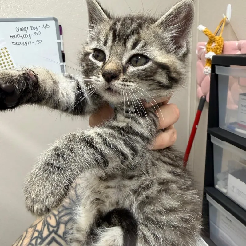 A baby small-sized male Brown / Chocolate Domestic Short Hair cat named Hissy Elliott for adoption in Morganton, NC