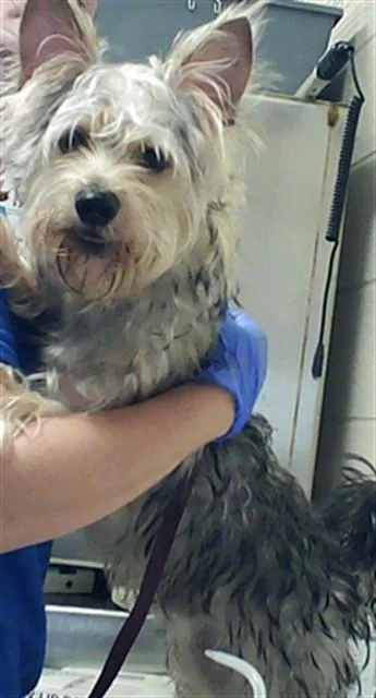 A young small-sized male Yorkshire Terrier dog named Cashmere for adoption in Fayetteville, NC