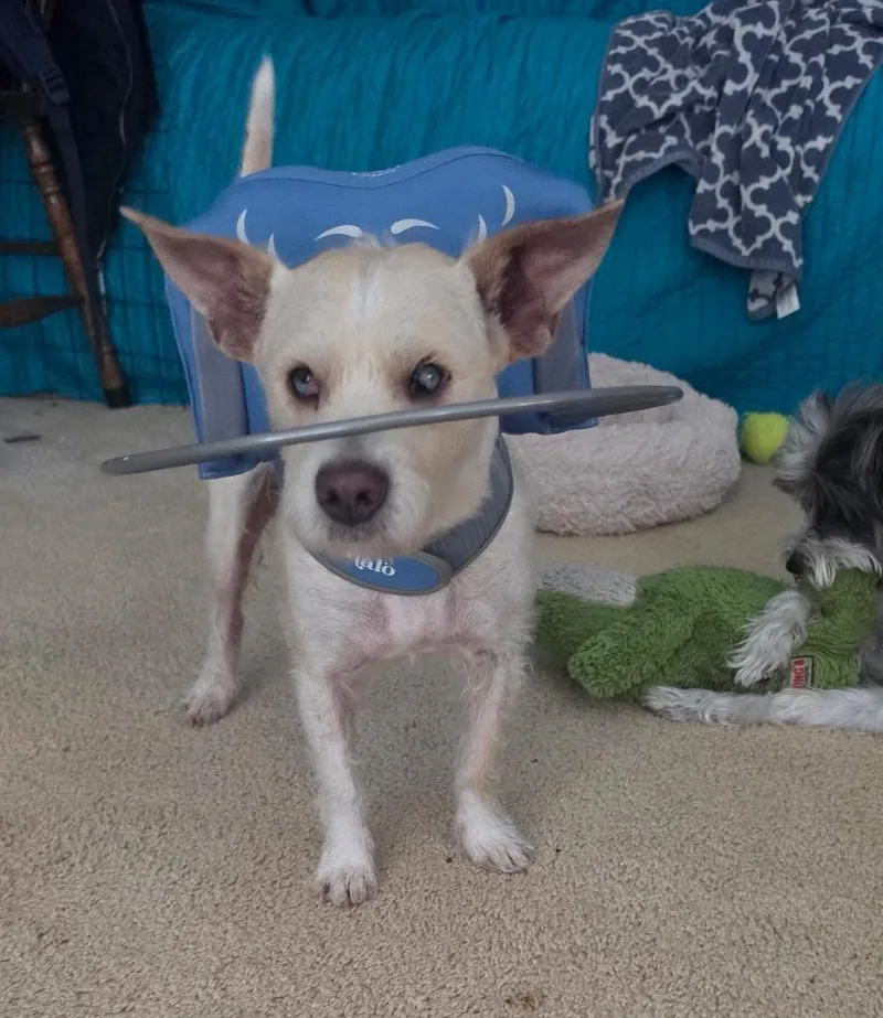 Buddy