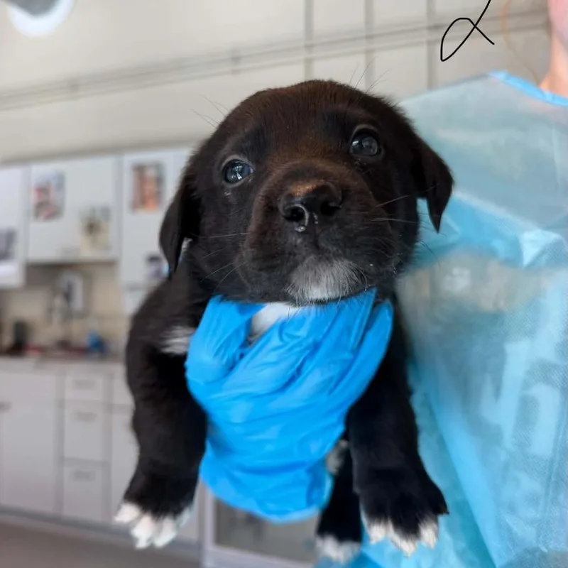 A baby small-sized male Black Labrador Retriever dog named Coal for adoption in Huntington, WV