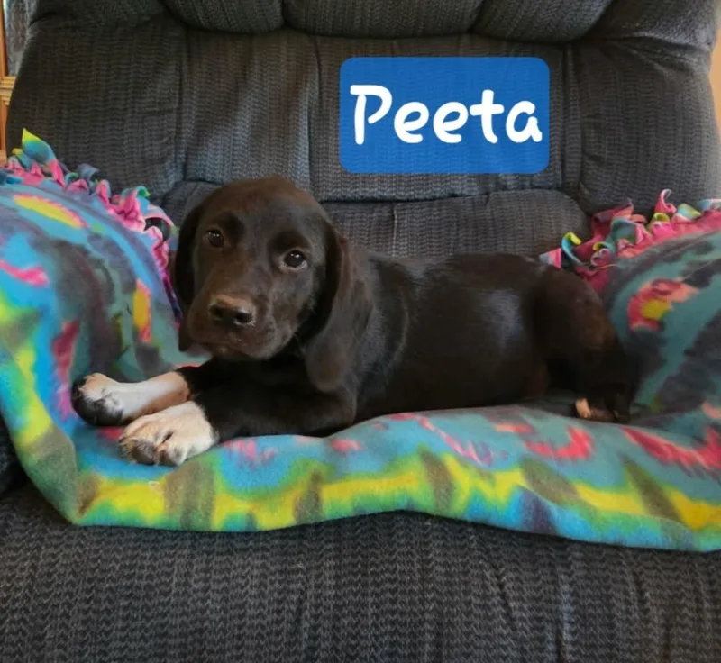 A baby medium-sized male Labrador Retriever dog named Peeta for adoption in Mena, AR
