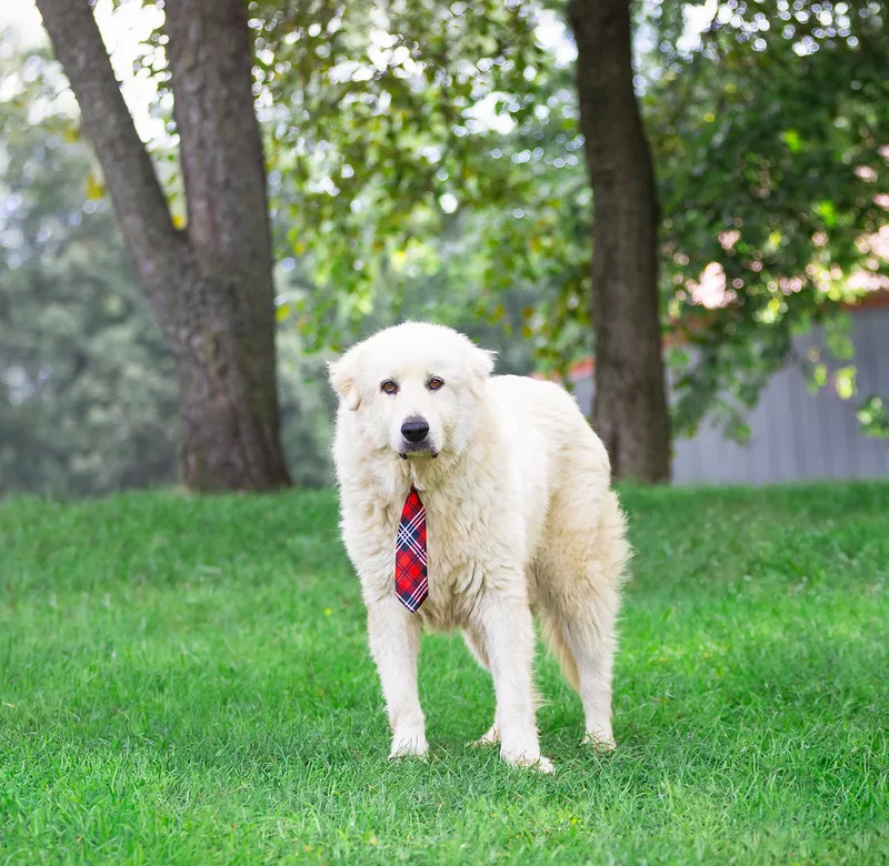 An adult extra large-sized male Great Pyrenees dog named Magnus for adoption in Coatesville, PA