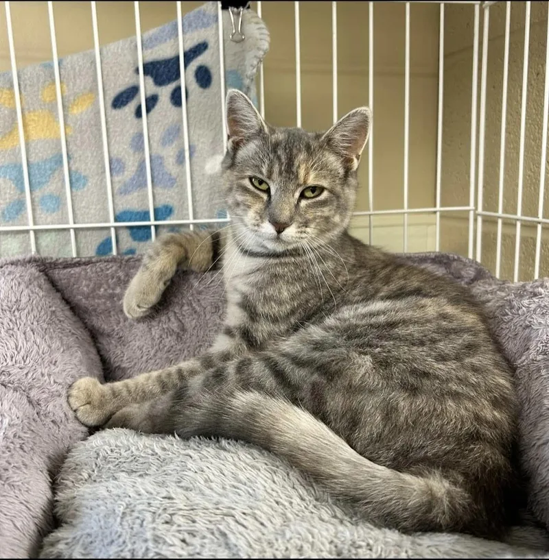 A young small-sized female Gray & White Domestic Short Hair cat named Poppy for adoption in Myerstown, PA
