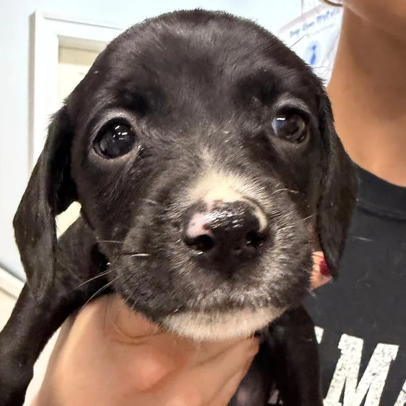 A baby medium-sized female Black Cavalier King Charles Spaniel dog named Cher for adoption in West Chester, PA