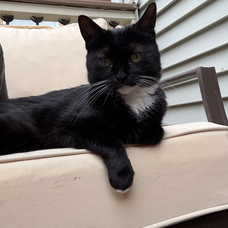 An adult medium-sized female Black & White / Tuxedo Domestic Short Hair cat named Biscuit for adoption in Pardeeville, WI