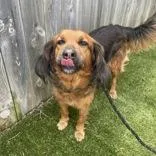 An adult medium-sized female Black Retriever dog named Keely for adoption in Hilliard, OH