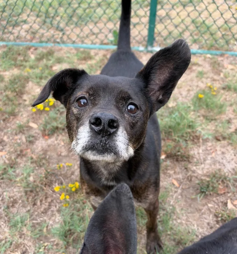 An adult medium-sized male Shepherd dog named Ollie for adoption in Little Rock, AR