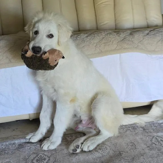 Einstein