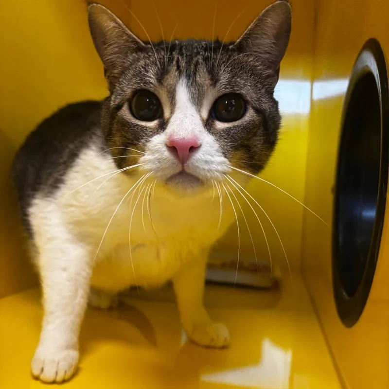 An adult large-sized female Domestic Short Hair cat named Patches for adoption in Abilene, TX