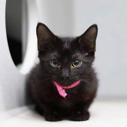 A baby small-sized male Black Domestic Short Hair cat named Little Foot for adoption in Atlanta, GA
