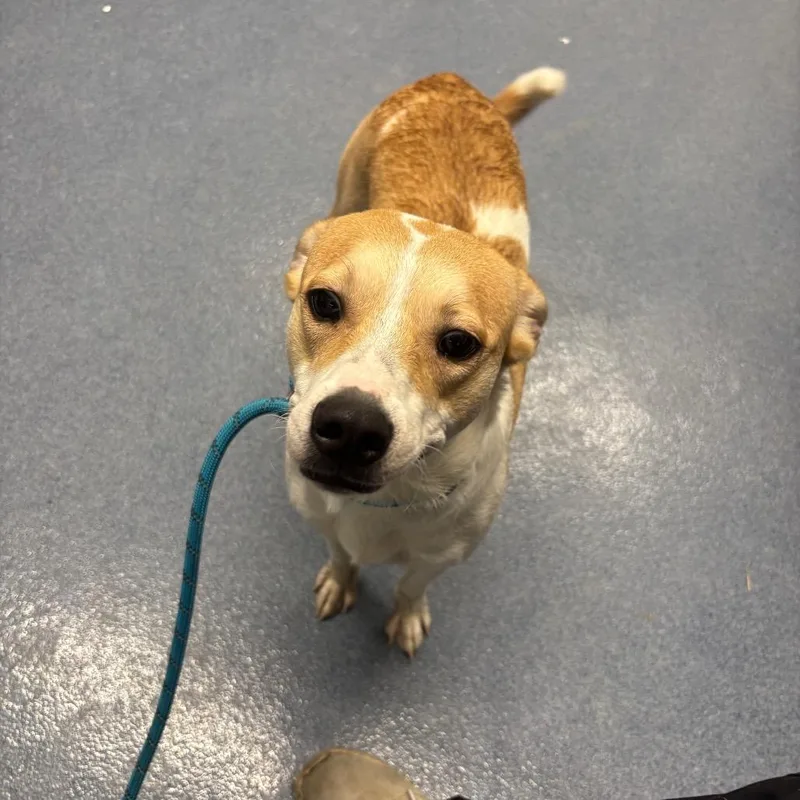 An adult medium-sized female Mixed Breed dog named Smiley Miley for adoption in St Joseph, MO