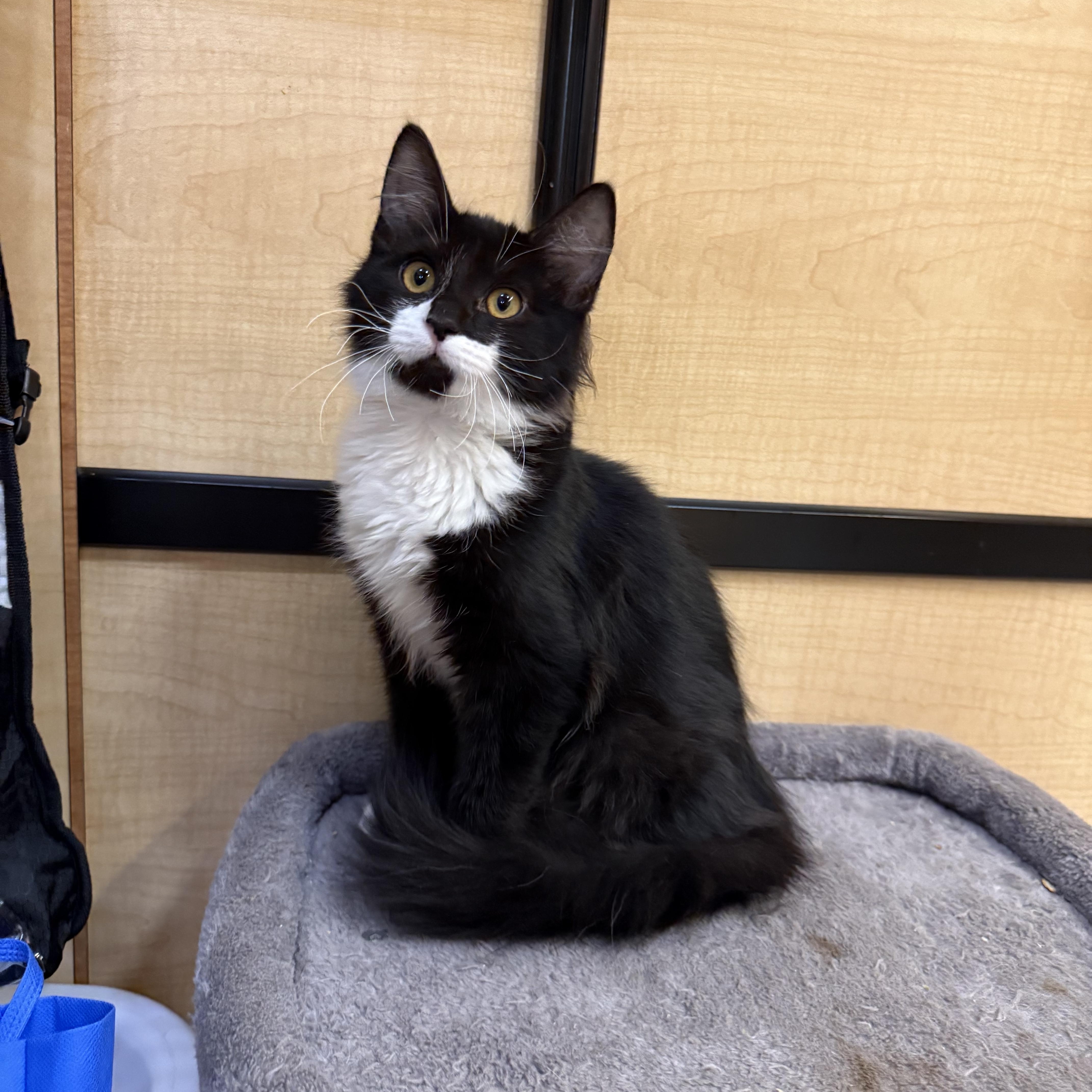 A baby large-sized male Black & White / Tuxedo Maine Coon cat named Lukee for adoption in Fresno, CA