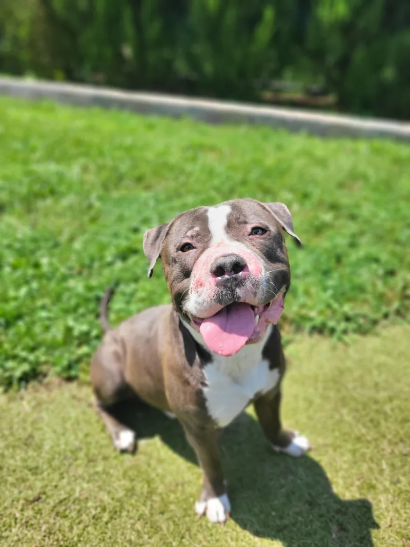 An adult large-sized male Bulldog dog named Butters for adoption in Wooster, OH