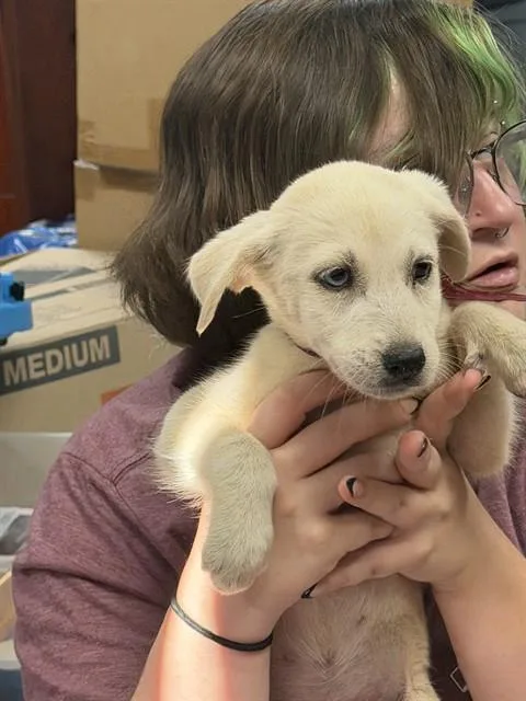 A baby small-sized male Siberian Husky dog named Bert for adoption in Pasadena, TX