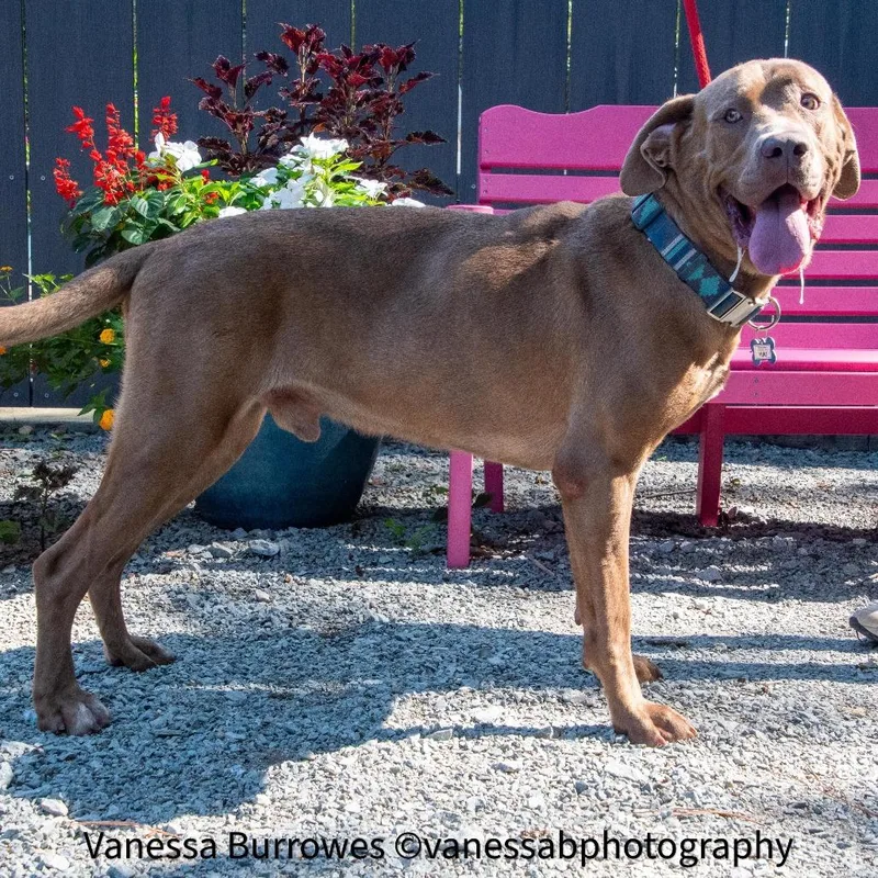 An adult extra large-sized male Brown / Chocolate Retriever dog named Yuki for adoption in Wake Forest, NC