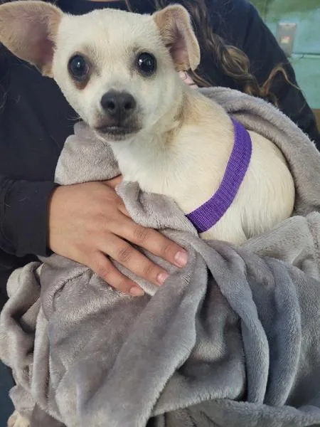 A young small-sized male Chihuahua dog named Pen Oscar for adoption in Lawrenceville, GA