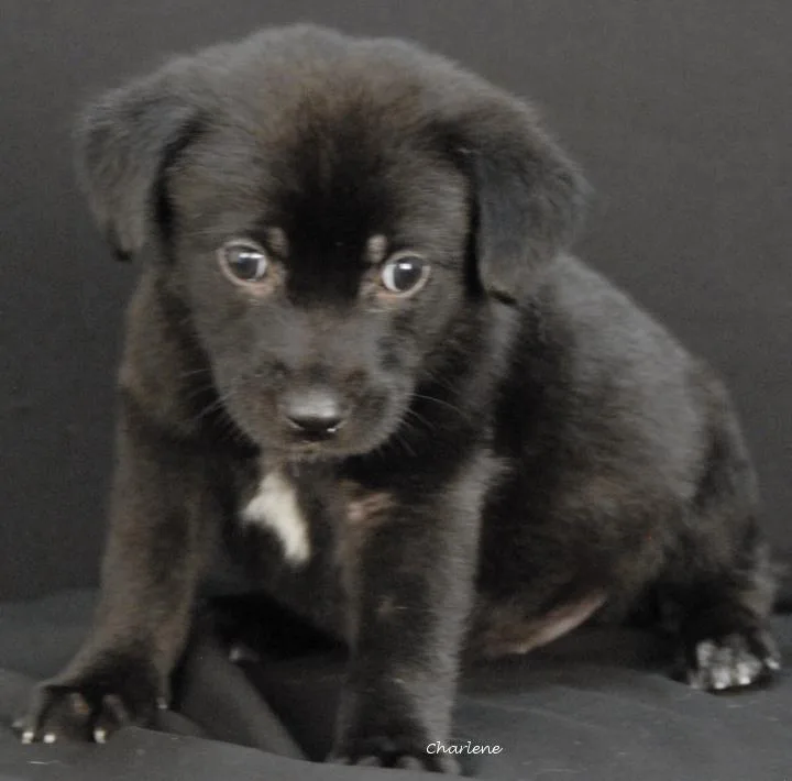 A baby medium-sized female Black Labrador Retriever dog named Skeeter for adoption in Newland, NC