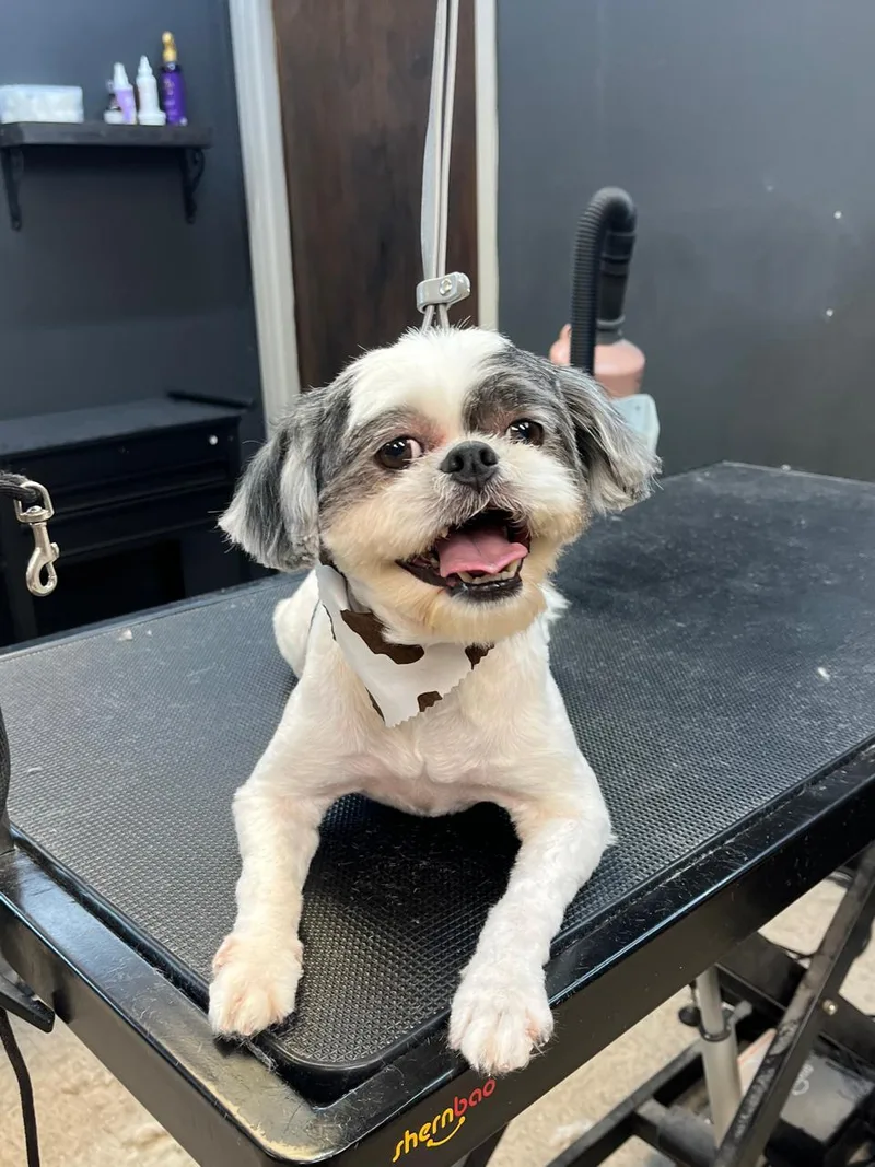 An adult small-sized male Shih Tzu dog named Jumanji for adoption in Louise, TX