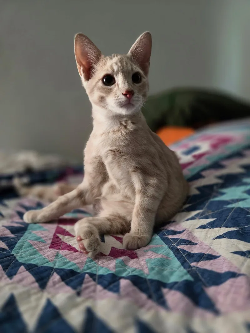 A baby medium-sized male Buff & White Domestic Short Hair cat named Luke Skywalker for adoption in Pocatello, ID