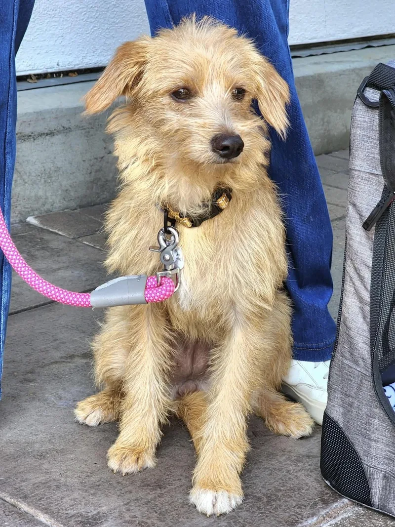 A baby small-sized female Apricot / Beige Cairn Terrier dog named Noodle for adoption in Corona Del Mar, CA