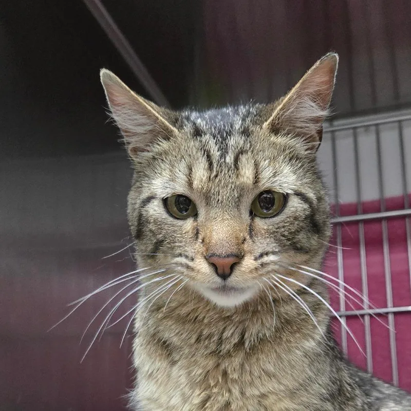 An adult medium-sized female Brown / Chocolate Domestic Short Hair cat named Catalina for adoption in Idaho Falls, ID