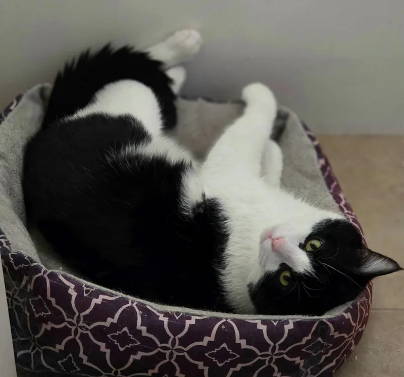 An adult large-sized male Domestic Short Hair cat named Twix Feigman for adoption in Chandler, AZ