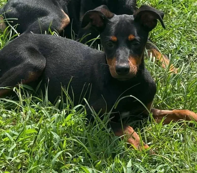 A baby large-sized male Doberman Pinscher dog named Tony for adoption in Grand Bay, AL