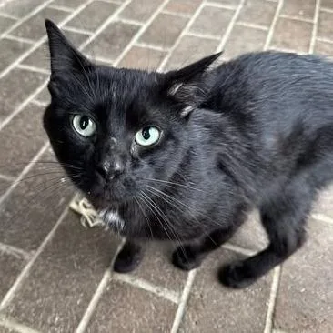 An adult large-sized male Black Domestic Medium Hair cat named Knight for adoption in Muncie, IN