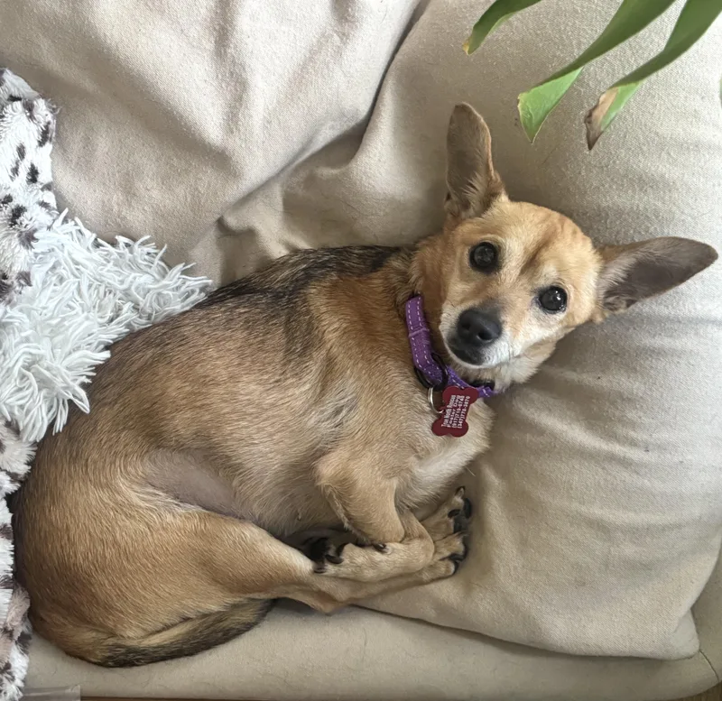 An adult small-sized female Chihuahua dog named Missy for adoption in Brooklyn, NY