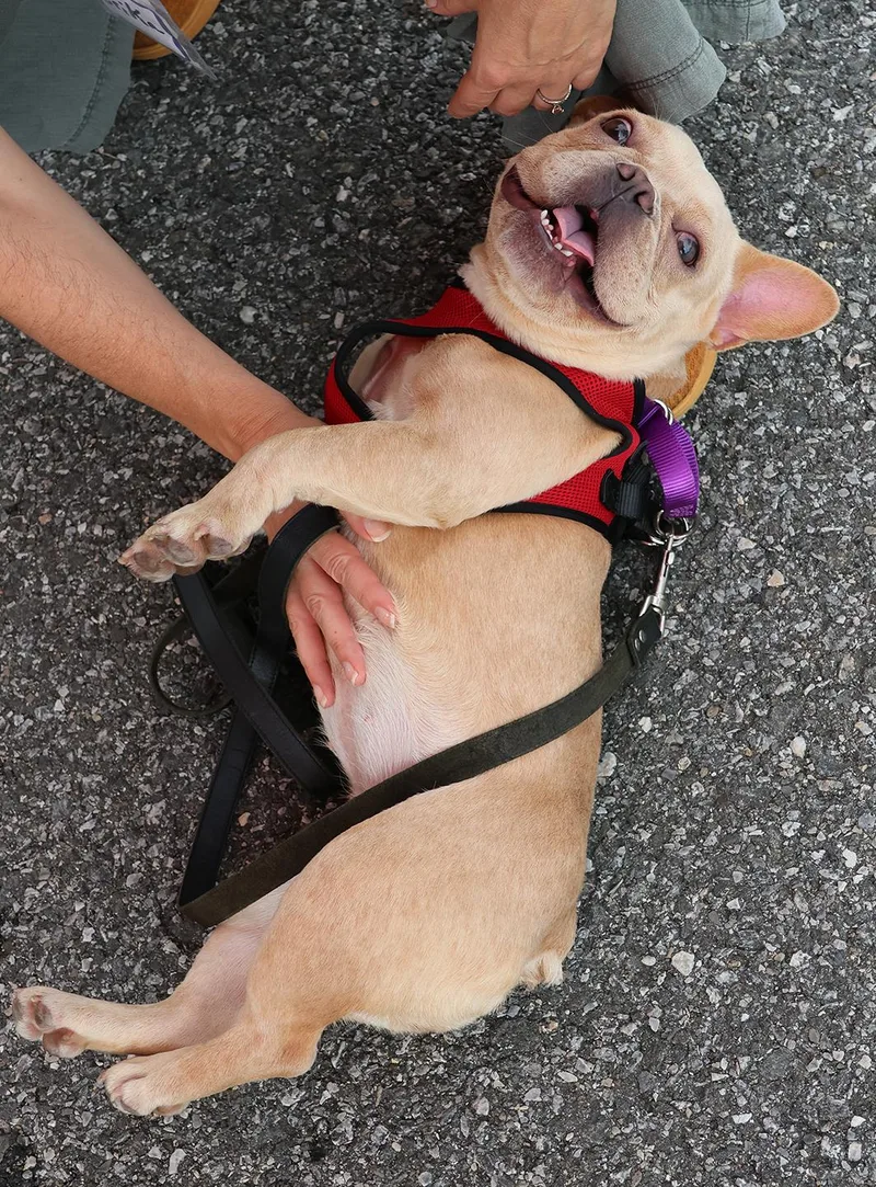 A young small-sized female Apricot / Beige French Bulldog dog named Callie for adoption in Harrison, NY