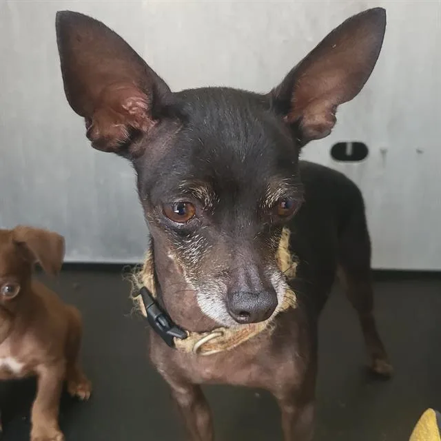 An adult small-sized female Chihuahua dog named Mrs. Puff for adoption in San Antonio, TX