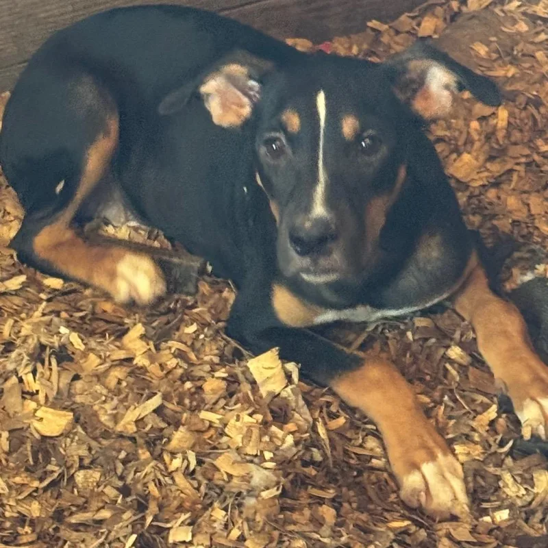 A young small-sized male Pit Bull Terrier dog named Chief for adoption in Anahuac, TX