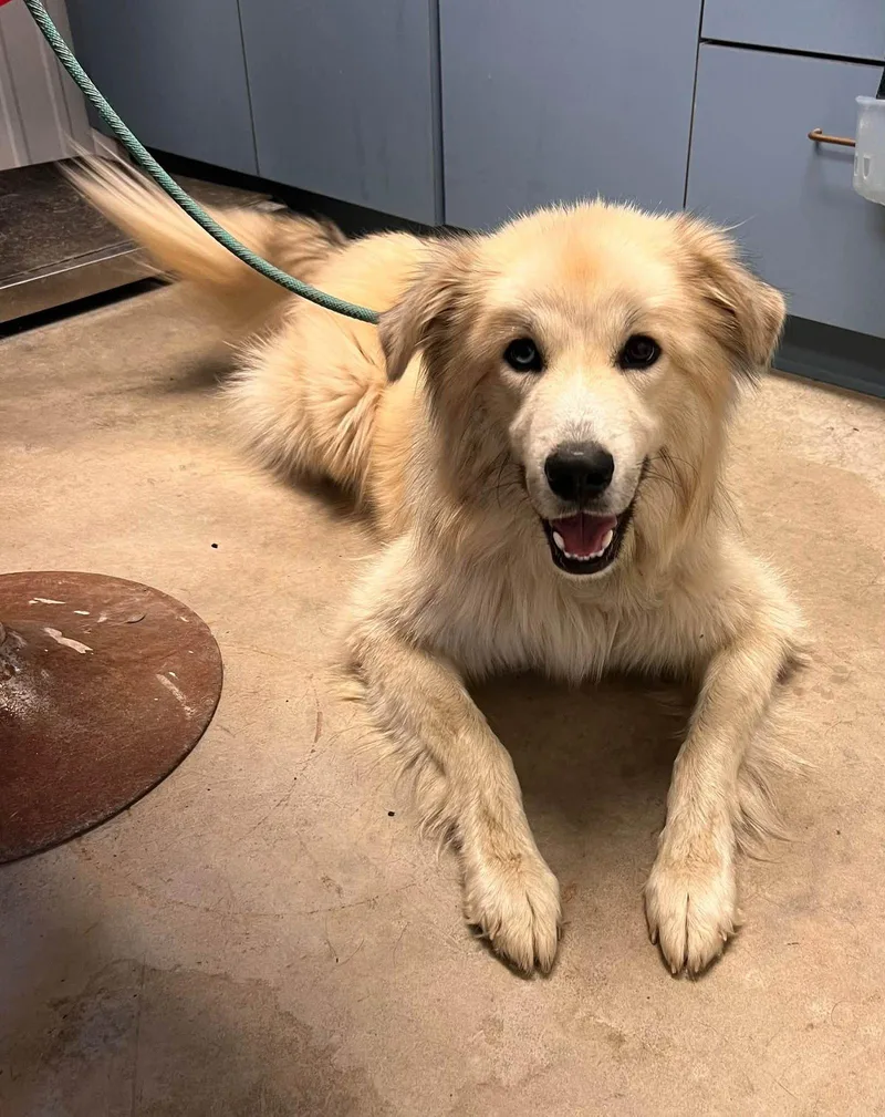 An adult large-sized male Great Pyrenees dog named Loki for adoption in Pryor, OK