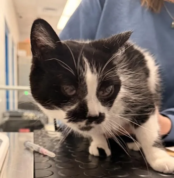 A senior small-sized female Domestic Short Hair cat named Bailey for adoption in Golden, CO