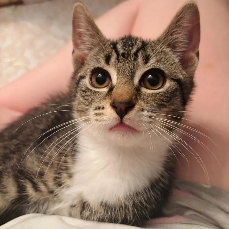 A baby small-sized male Brown / Chocolate Domestic Short Hair cat named Alex for adoption in Woodbury, NJ