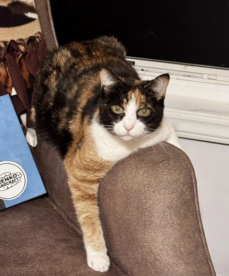 A senior medium-sized female Calico cat named Princess for adoption in BLACK MOUNTAIN, NC