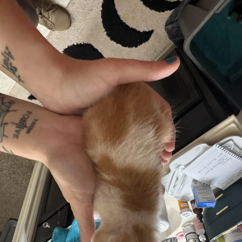 A baby medium-sized male Orange & White Domestic Short Hair cat named Biscuit for adoption in Houston, TX
