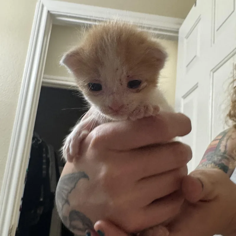 Biscuit thumbnail 3
