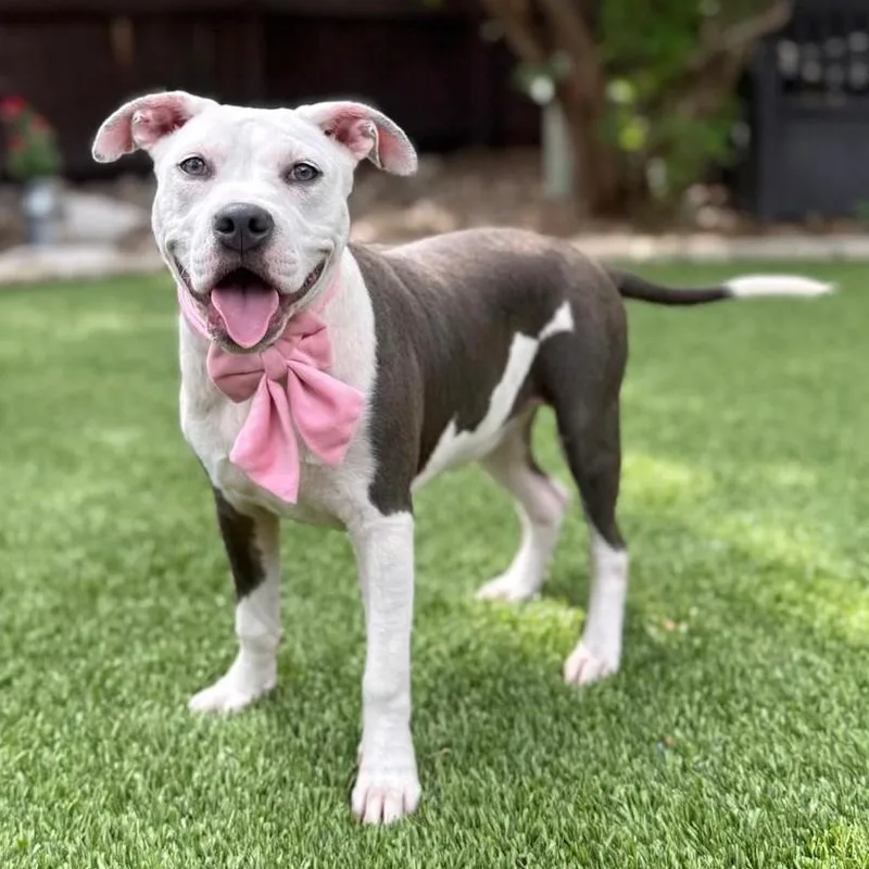 A baby medium-sized female Black Pit Bull Terrier dog named Griselda for adoption in Southport, CT