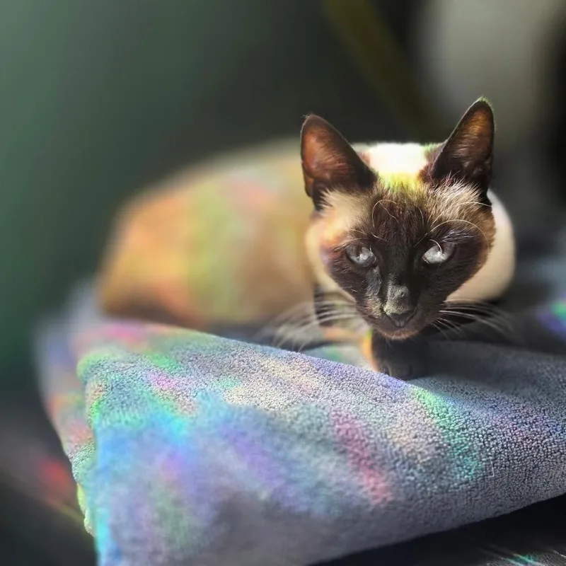 An adult small-sized female Domestic Short Hair cat named Ronnie for adoption in Escondido, CA