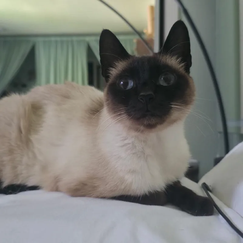 Ronnie thumbnail 3