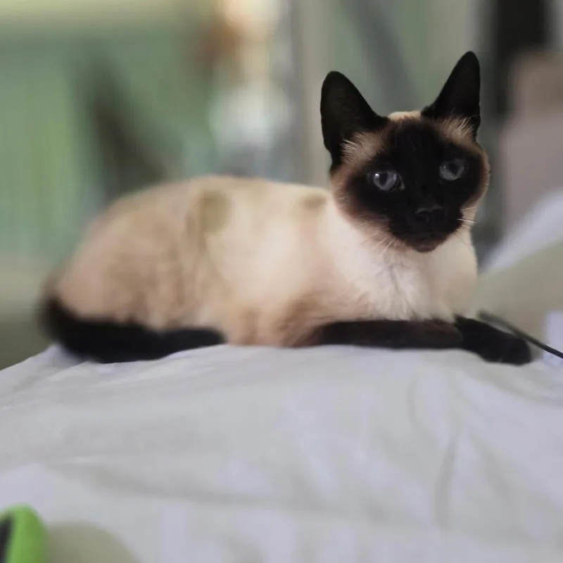 Ronnie thumbnail 4