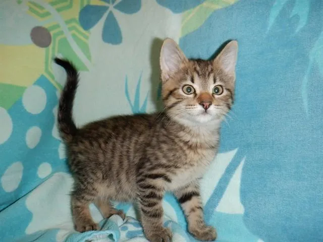 A baby small-sized male Domestic Short Hair cat named Jack for adoption in San Jose, CA