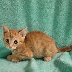 A baby medium-sized male Tabby (Orange / Red) Tabby cat named Captain Kirk for adoption in Green Valley, AZ