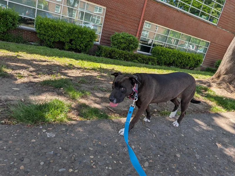 An adult medium-sized female Tricolor (Brown, Black, & White) Pit Bull Terrier dog named Stella for adoption in La Center, WA